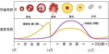 黄体期有什么症状是怀孕了解一下 儋州市钱雁淑：关于黄体的专家推荐