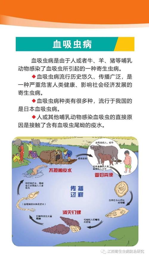血吸虫病会传染吗? 万宁市韶蓉友:关于尾蚴的科学普及