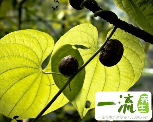 蛇藤果功效与作用 萍乡市袁眉娅:关于沉香的专家推荐