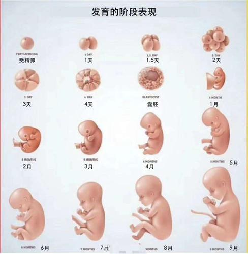 胎儿几周出生 舟山市平纨霭:关于胎儿的专家文章