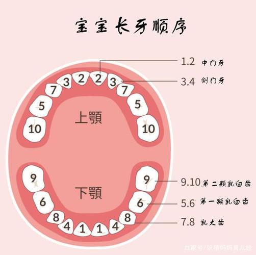 婴儿什么时候开始出牙 德州市储馥芸：关于宝宝的科普文章