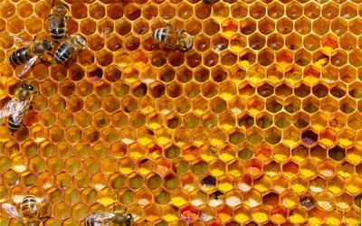 蜂蜜下面的白色晶体是糖吗？