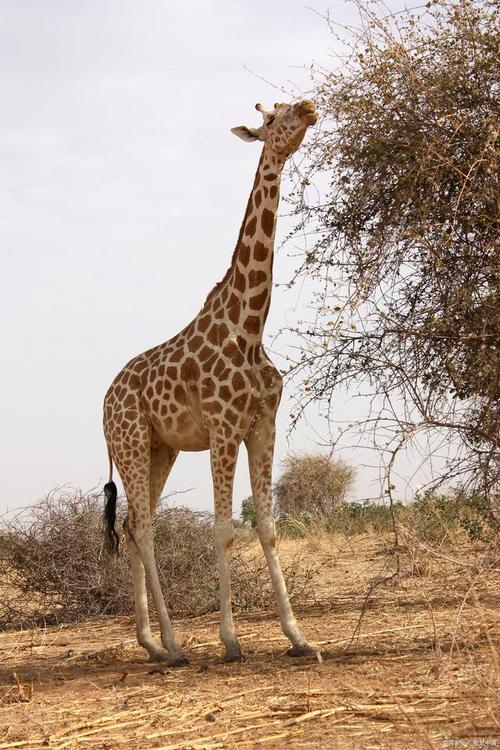 长颈鹿的脖子为什么这么长？ 