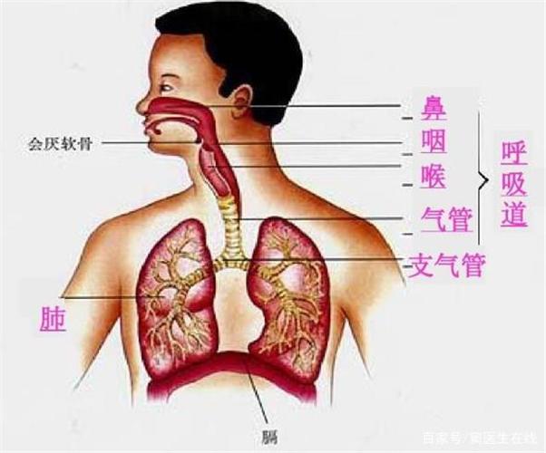 嗜酸性粒细胞支气管炎症状表现 贺州市花蓉霭：关于支气管炎的科学普及